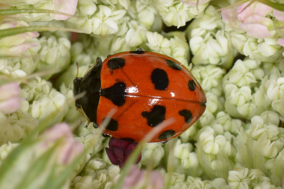 Coccinella undecimpunctata? No, Ceratomegilla undecimnotata